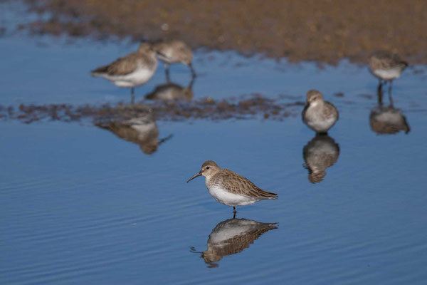 Alpenstrandläufer (Calidris alpina) - 7