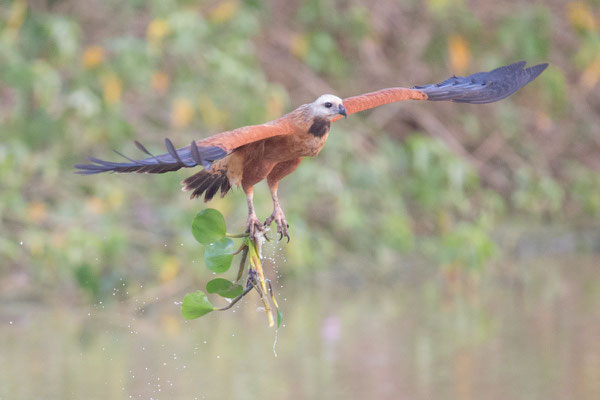 Fischbussard (Busarellus nigricollis) - 7