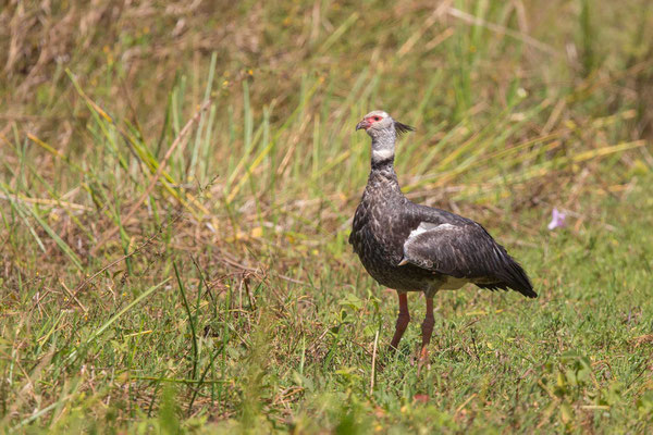 Halsband-Wehrvogel (Chauna torquata) - Southern Screamer - 2