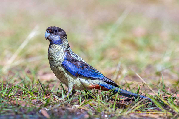 Brownsittich, Northern rosella, Platycercus venustus - 1