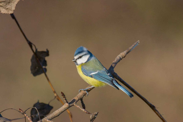 Blaumeise (Cyanistes caeruleus) - 3