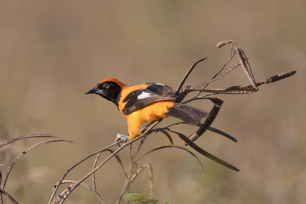 Orangerückentrupial (Icterus croconotus) - Orange-backed Troupial - 3