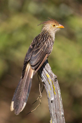 Guirakuckuck (Guira guira) - 2