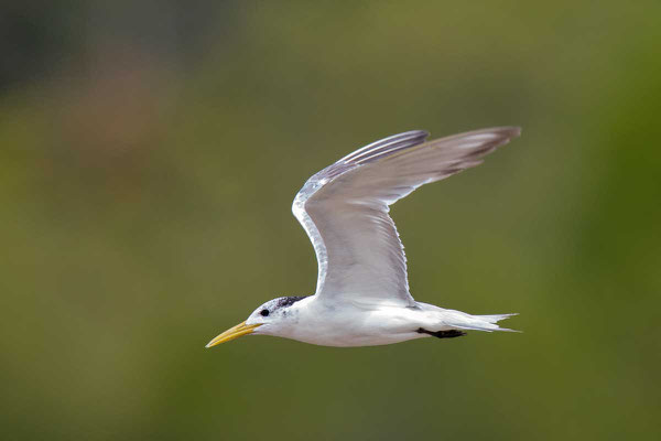 Eilseeschwalbe (Thalasseus bergii) - Greater crested tern - 2