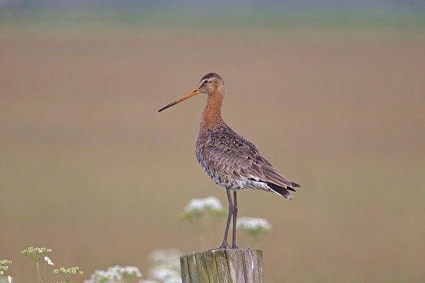 Uferschnepfe (Limosa limosa) -cc-1