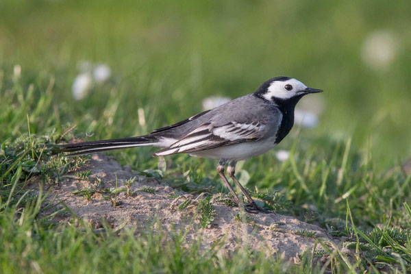 Bachstelze (Motacilla alba) - White wagtail - 6