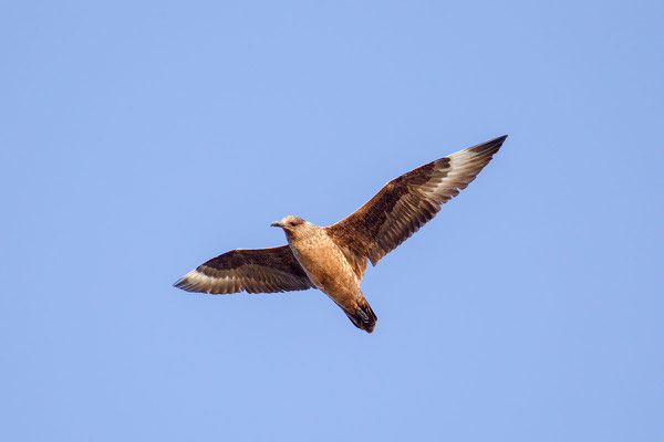 Skua (Stercorarius skua) - 3