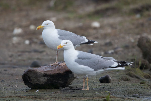 Silbermöwe (Larus argentatus) - 20