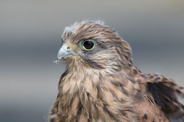 Männlicher Turmfalke (Falco tinnunculus) - 3