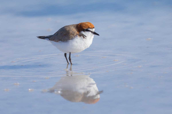 Rotkopf-Regenpfeifer (Charadrius ruficapillus) - Red-capped plover  - 3