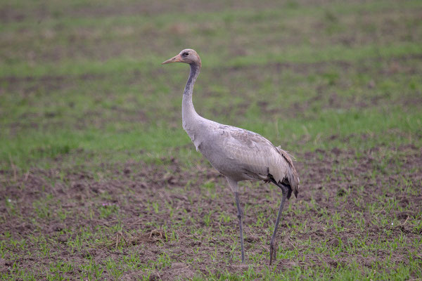 Kranich (Grus grus) - 3