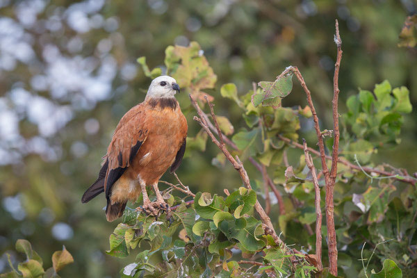 Fischbussard (Busarellus nigricollis) - 5