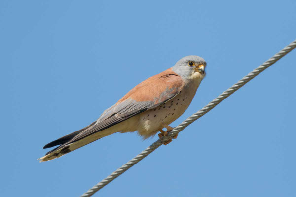 Rötelfalke,  Lesser kestrel, Falco naumanni - 1