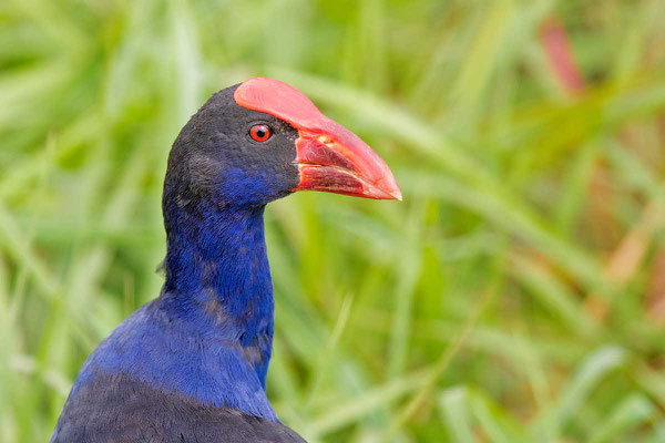 Pukeko, Australasian swamphen, Porphyrio melanotu - 3