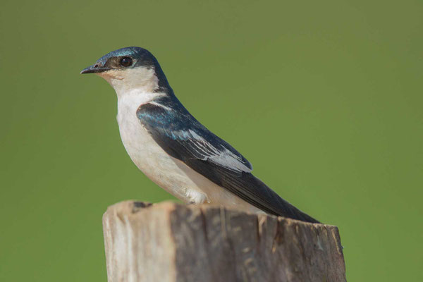 Cayenneschwalbe, Tachycineta albiventer, White-winged Swallow - 1