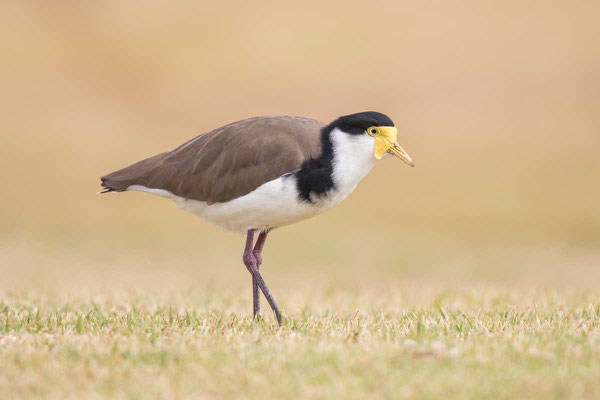 Schwarznackenkiebitz (Vanellus novaehollandiae) - Black-shouldered Lapwing - 5