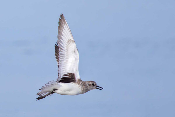 Kiebitzregenpfeifer (Pluvialis squatarola) - 2