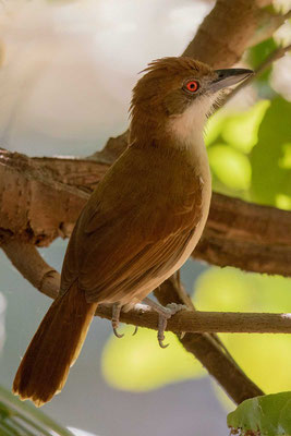 Weißbrust-Ameisenwürger (Taraba major) - Great Antshrike - 1