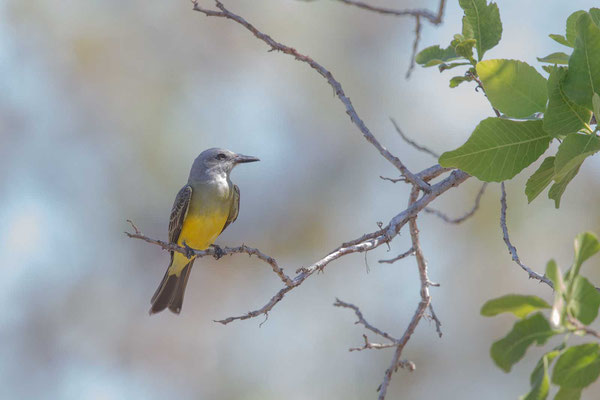 Trauerkönigstyrann (Tyrannus melancholicus); Tropical Kingbird - 4