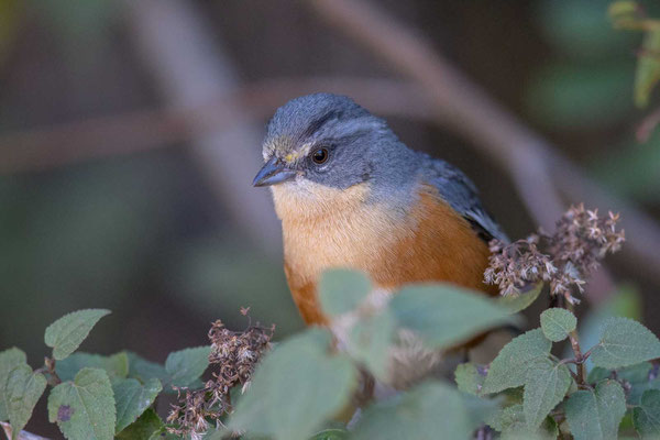 Rotbürzel-Ammerfink (Poospiza lateralis) - Buff-throated Warbling-finch - 6