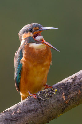 Eisvogel (Alcedo atthis) - 1