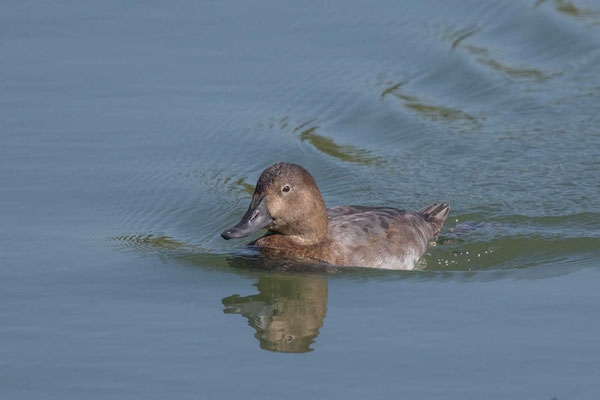 Tafelente, Common Pochard, Aythya ferina - 5