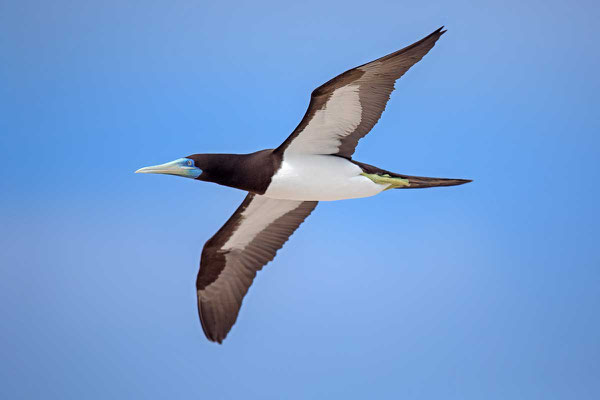 Weißbauchtölpel (Sula leucogaster) - Brown booby - 7