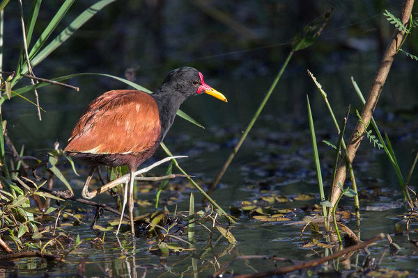 Rotstirn-Blatthühnchen, Wattled jacana, Jacana jacana - 1