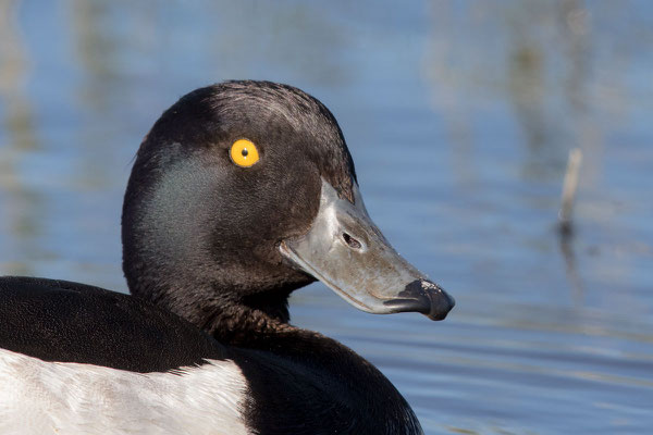 Reiherente,  Aythya fuligula, Tufted Duck - 7