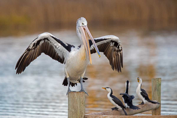 Brillenpelikan (Pelecanus conspicillatus) - Australian pelican - 3