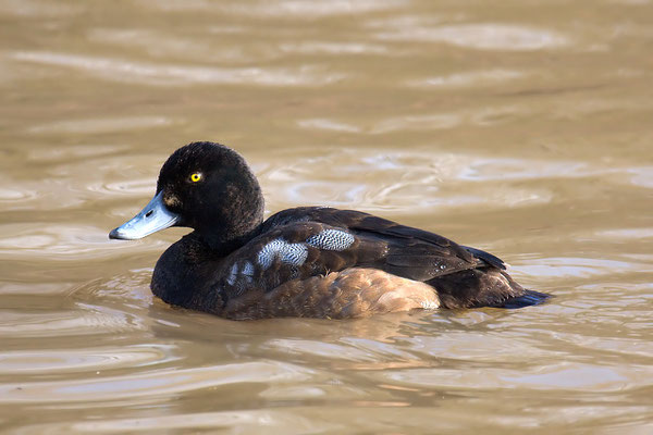 Bergente, Aythya marila, Greater Scaup - 1