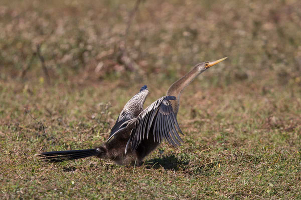 Amerikanische Schlangenhalsvogel  Anhinga, Anhinga anhinga - 1