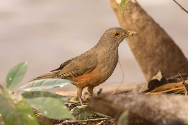 Rotbauchdrossel (Turdus rufiventris) - 2