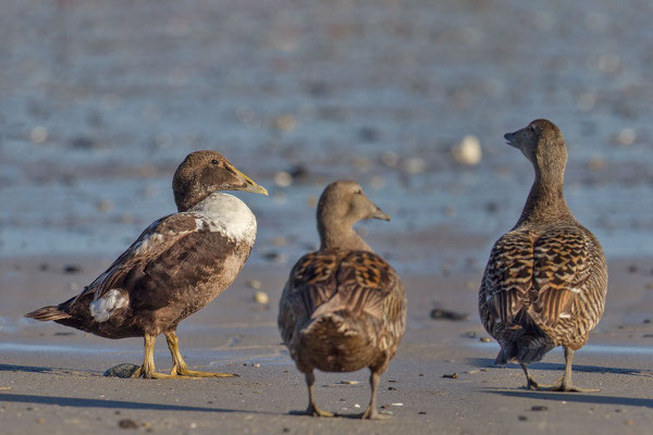 Eiderente, Somateria mollissima, Common Eider - 8