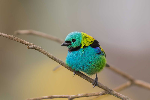 Dreifarbentangare (Tangara seledon) - Green-headed Tanager - 11