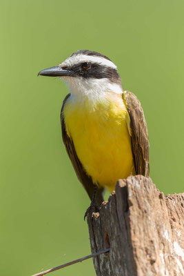 Schwefelmaskentyrann (Pitangus sulphuratus); Great Kiskadee - 6