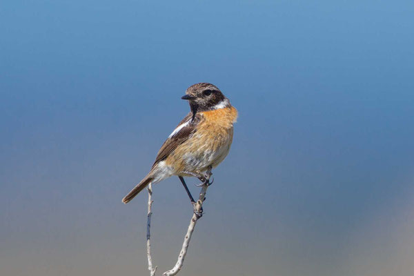 Männliches Schwarzkehlchen (Saxicola rubicola) auf der Insel Mallorca.