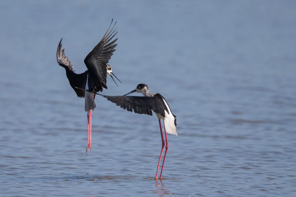 Stelzenläufer (Himantopus himantopus) - 8