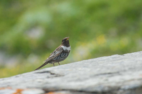 Ringdrossel (Turdus torquatus) - 2