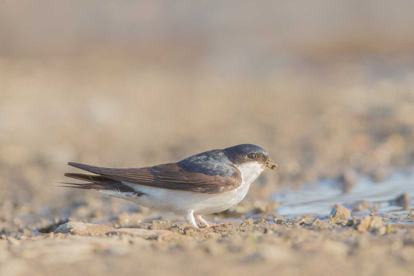 Mehlschwalbe  Delichon urbicum, Northern House-Martin - 5