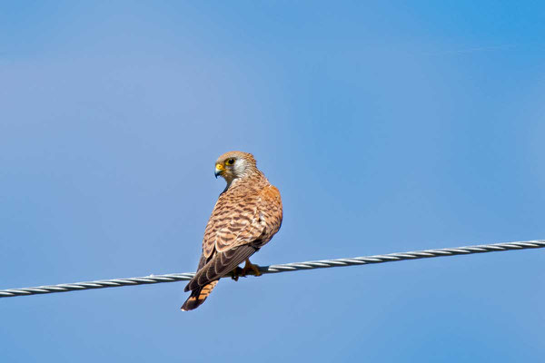 Rötelfalke,  Lesser kestrel, Falco naumanni - 2