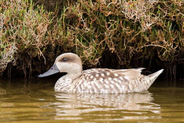 Marmelente, Marmaronetta angustirostris, Marbled Teal - 4