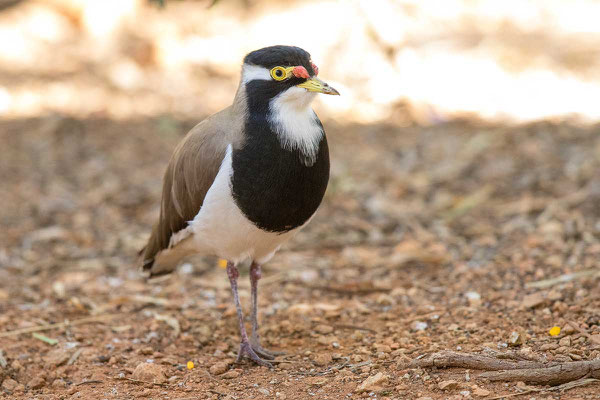 Schwarzbandkiebitz (Vanellus tricolor) - Banded Lapwing - 2