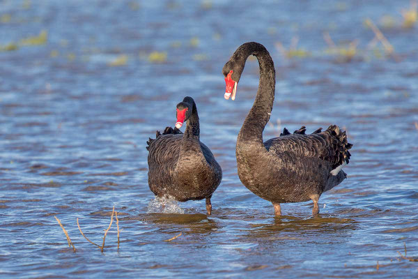 Trauerschwan (Cygnus atratus) - Black swan - 1