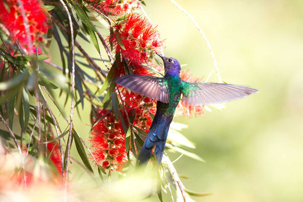 Blauer Gabelschwanzkolibri (Eupetomena macroura); Swallow-tailed Hummingbird - 3