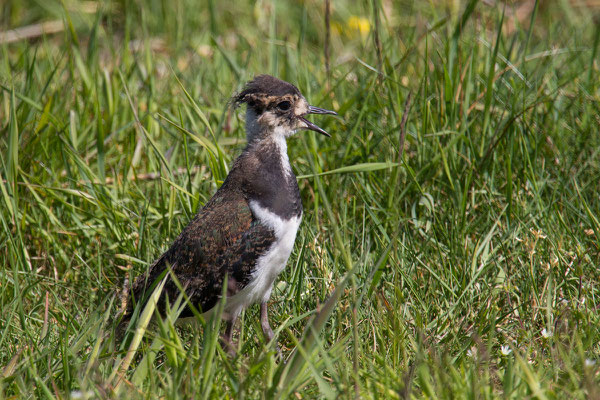 Kiebitz (Vanellus vanellus) - 3