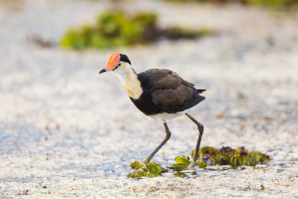 Kammblatthühnchen, Comb-crested jacana, Irediparra gallinacea - 8