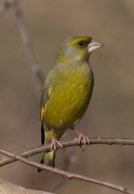 Grünfink (Carduelis chloris) - European greenfinch - 9