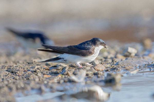 Mehlschwalbe  Delichon urbicum, Northern House-Martin - 4