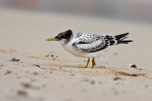 Eilseeschwalbe (Thalasseus bergii) - Greater crested tern - 9